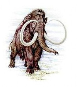 mamut.jpg